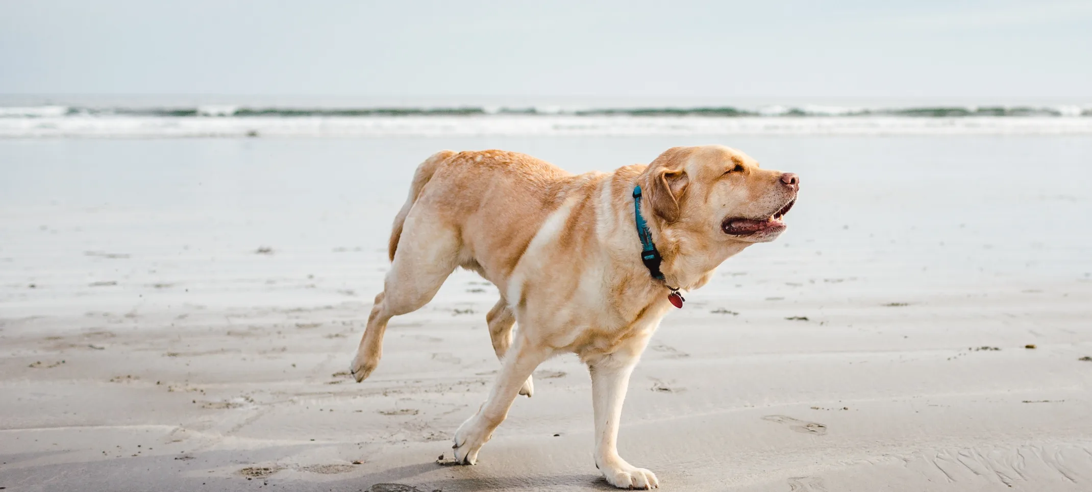 Dog running in the beach towards the right